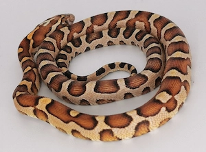 Kornnatter 2.0 Microscaleless het Amel 50% Palmetto, Caramel, 25% Stripe or Motley, Anery