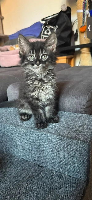 Bengal Mix Kitten suchen Zuhause samt Dosenöffner 