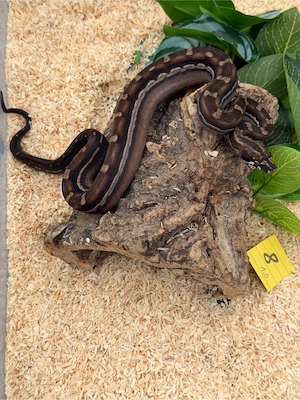 Boa Cobsteictor IMG, T+, Sunglow, Motley, Aztec 