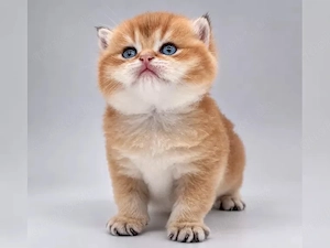 BKH Kitten aus liebevoller Aufzucht mit Stammbaum, Chip, GESUNDHEITSZEUGNIS, Starterpaket u.v.m.