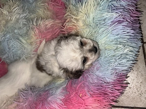 Kleine Malteser Puppe 