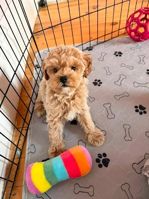 Maltipoo welpen