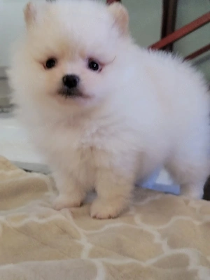 wergspitz-Welpen (Pomeranian)