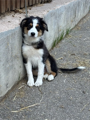 Mini Australian Shepherd Welpen AB SOFORT