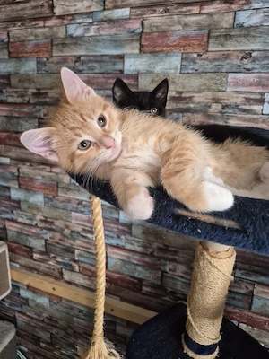 Maine Coon Mix Kitten 