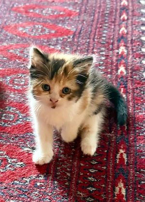 noch ein Mix- Kitten Mädchen abzugeben 