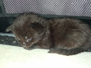 Maine Coon Xxl Kitten Black
