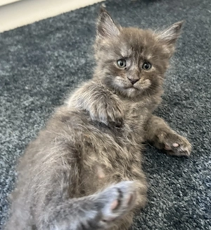 Maine Coon Kitten mit Stammbaum 
