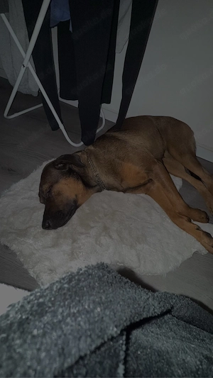 Belgischer Malinois 