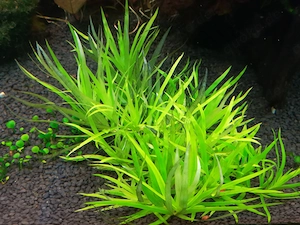 Seegrasblättriges Trugkölbchen Heteranthera zosterifolia VERSAND