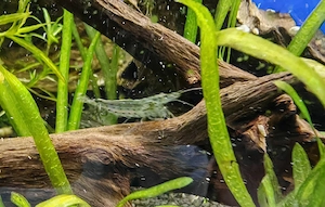 Amano Garnelen (Caridina multidentata) Amanogarnele