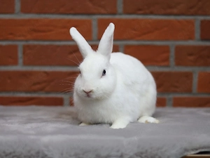 Zwergkaninchen, Kaninchen, Farbenzwerg, Kastrat, geimpft 