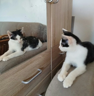 Baby Katzen 