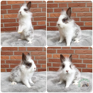 Zwergkaninchen, Kaninchen, Löwenköpfchen, Häsin, geimpft 