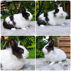 Zwergkaninchen, Kaninchen, Löwenköpfchen, Häsin, geimpft 