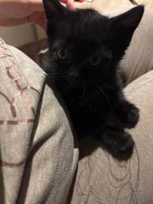 Suche Baby Katze 