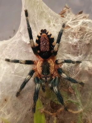 Davus sp panama Cyriocosmus ritae 