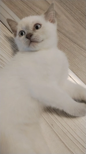 Siam BKH Mix Kitten 
