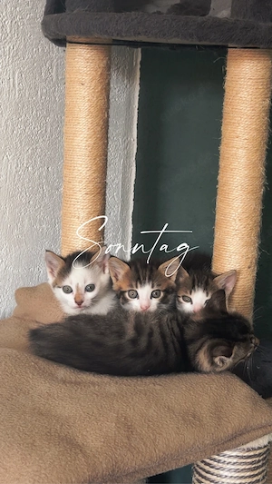 katzenbabys suchen neues Zuhause 