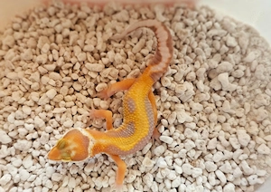 Leopardgecko  Nachzuchten 25 + 26