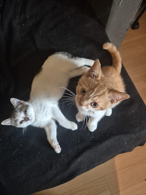 2 süße BKH Kitten