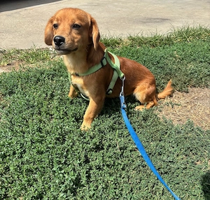 Hunde Laki sucht ein zuhause
