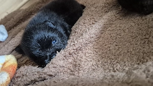Pomeranian welpe schwarz Zwergspitz 