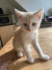 Suche die Verkäuferin die mir vor Jahren diesen Kater verkauft hat