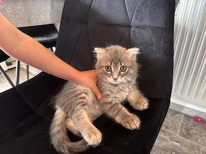 Baby katzen British Longhair   Highland Straight