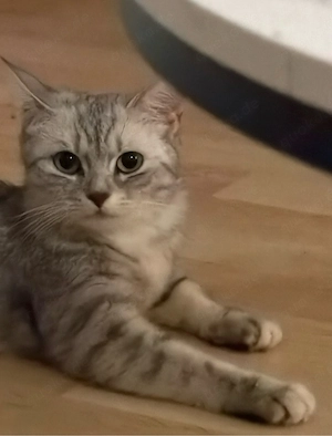 katze zu verschenken 