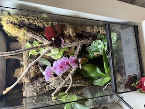 Ich suche Leachianus Gecko 
