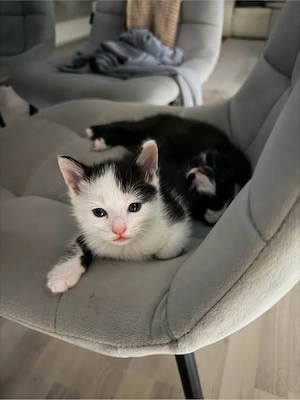 baby kater 