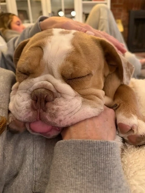 Englische Bulldoggenwelpen suchen noch ein Zuhause