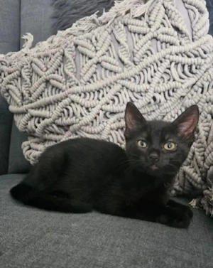 Baby katzän Hauskatze 