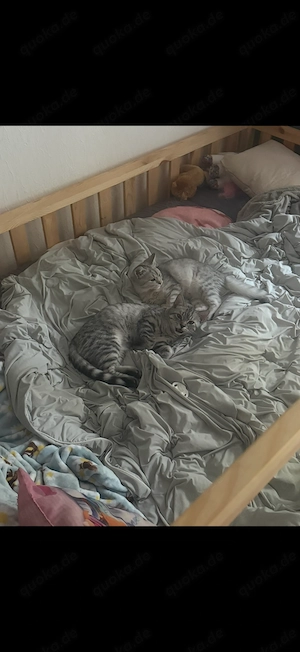  Arti & Mowgli suchen gemeinsam ein liebevolles Zuhause 