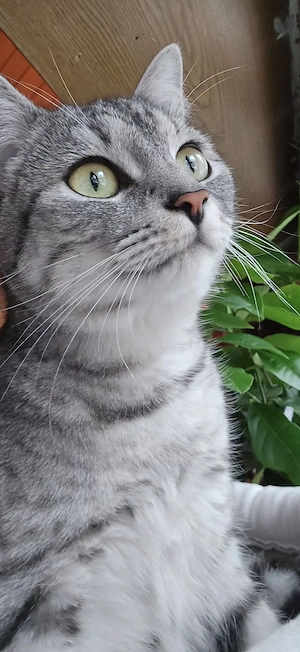 Katzen Babys abzugeben 