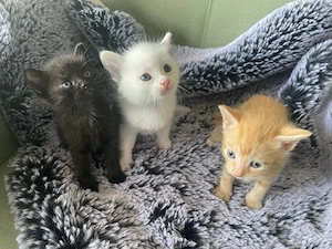 Der kleine Kater wartet auf seiner Familie