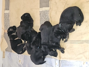 Altdeutscher Schäferhund Welpe 