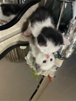 Der kleine Kater wartet auf seiner Familie