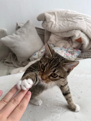 kitten abzugeben münnlich