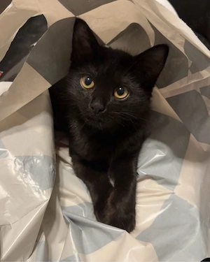 kitten abzugeben weiblich