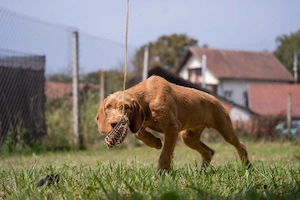 Vielversprechender Drahthaar-Vizsla-Rüde