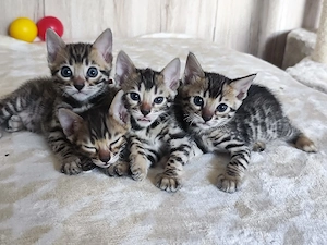 Reinrassige Bengalkitten 