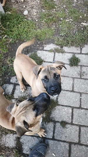 Vier kleine Akita Inu   Ridgeback Welpen suchen ihr Zuhause fürs Leben