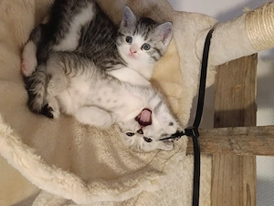 Bkh kitten zu verkaufen 