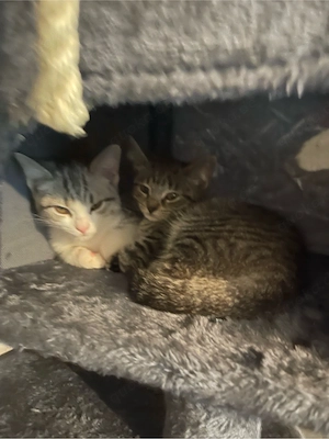 Zwei Hauskatzen abzugeben