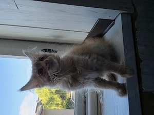 Maine coon 
