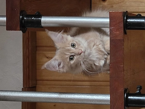 Maine coon katze