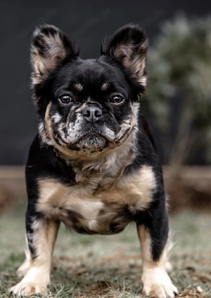 Französische bulldogge 