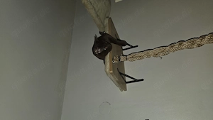 Katzen Kletterwand 10 teilig 
